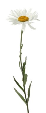 Beyaz arka planda güzel bir papatya çiçeği