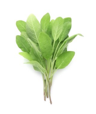 Yeşil adaçayı yapraklı dallar beyaz, üst görünümde izole