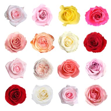 Birçok güzel gül beyaz sette soyutlandı.