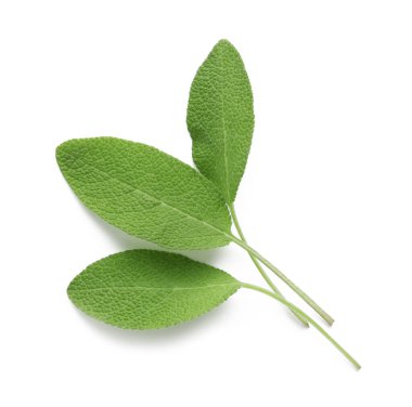 Taze yeşil adaçayı yaprakları beyaz, üst manzara izole