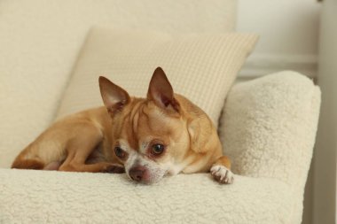 Şirin Chihuahua köpeği evde koltukta yatıyor.