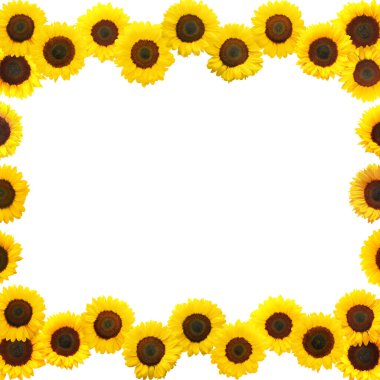 Beyaz arkaplanda parlak ayçiçeklerinin çerçevesi, metin veya tasarım için boşluk