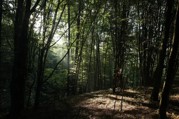 stock image Beautiful view of forest with many trees in morning