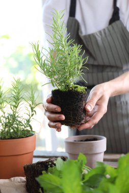 Bir kadın masadaki çömleğe bitki naklediyor, yakın plan.