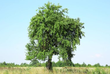 Dışarıda yetişen yeşil yapraklı güzel ağaç.