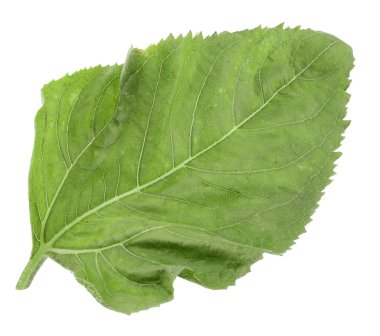Bir yeşil ayçiçeği yaprağı beyaza izole edilmiş
