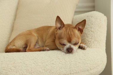 Şirin Chihuahua köpeği evde koltukta yatıyor.