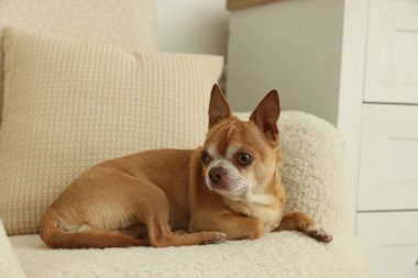 Şirin Chihuahua köpeği evde koltukta yatıyor.