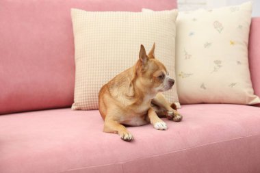 Şirin Chihuahua köpeği pembe kanepede yatıyor.