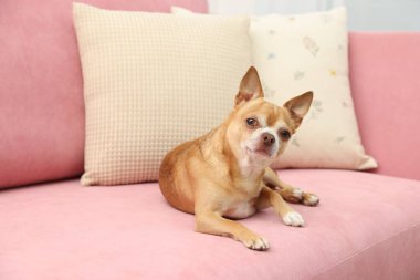 Şirin Chihuahua köpeği pembe kanepede yatıyor.