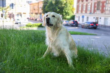 yeşil çimenlerin üzerinde oturan sevimli golden retriever köpek