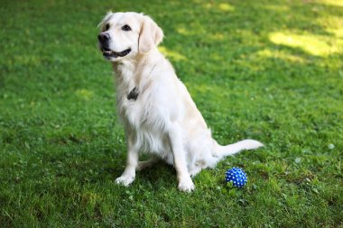 Tatlı Golden Retriever ve yeşil çimlerde köpek oyuncağı