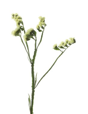 Beautiful yarrow flowers on white background. Wild plant clipart