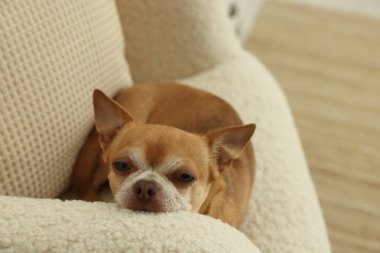 Şirin Chihuahua köpeği evde koltukta yatıyor.