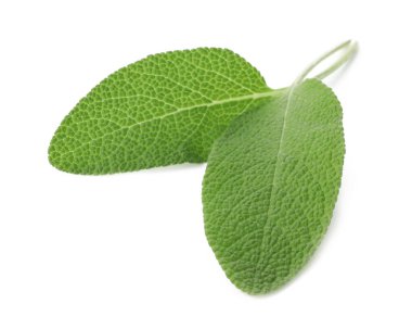 Taze yeşil adaçayı yaprakları beyaz üzerine izole edilmiş