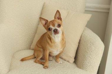 Sevimli chihuahua köpek evde koltukta oturan
