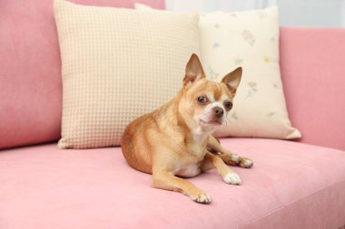 Şirin Chihuahua köpeği pembe kanepede yatıyor.