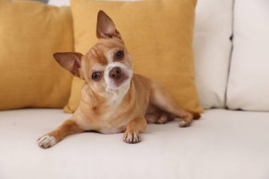 Şirin Chihuahua köpeği yumuşak kanepede uzanıyor.