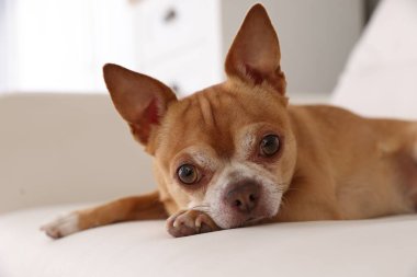 Şirin Chihuahua köpeği yumuşak kanepede uzanıyor, kapalı yerde, yakın plan