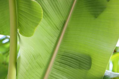 Güzel yeşil muz ağacı açık havada, yakın plan.