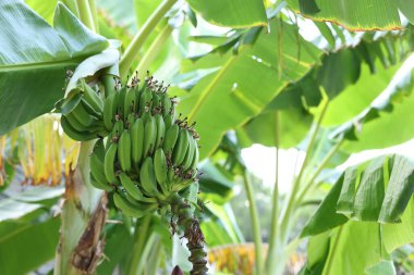 Yeşil yapraklı tropik ağaç ve açık havada olgun muzlar, alçak açı.