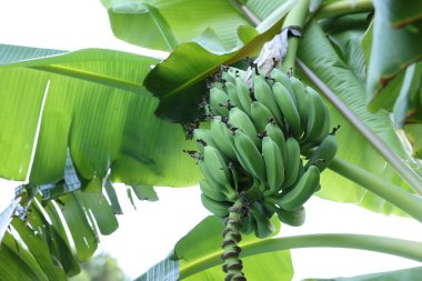 Yeşil yapraklı tropik ağaç ve açık havada olgun muzlar, alçak açı.