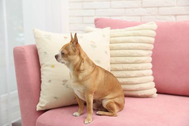 Şirin Chihuahua köpeği evde pembe kanepede oturuyor.
