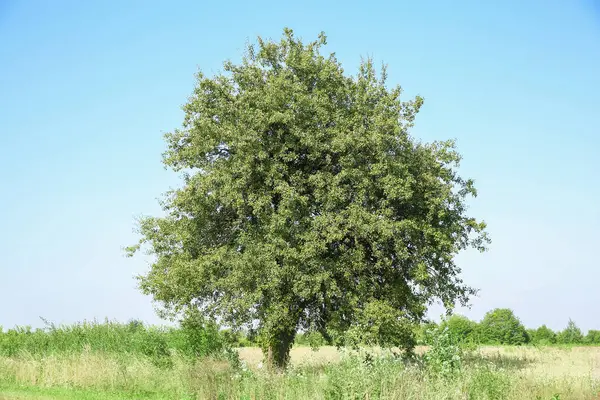 Dışarıda yetişen yeşil yapraklı güzel ağaç.