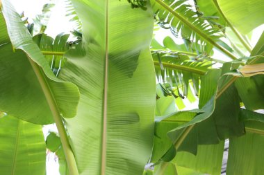 Güzel yeşil muz ağacı açık havada, yakın plan.