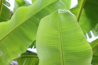 Güzel yeşil muz ağacı açık havada, yakın plan.