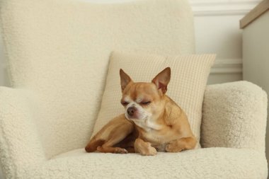Şirin Chihuahua köpeği evdeki koltukta dinleniyor.