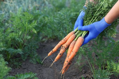 Eldivenli çiftçi bahçede taze havuç tutuyor, yakın plan.