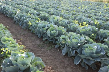 Güneşli bir günde tarlada büyüyen yeşil lahanalar.