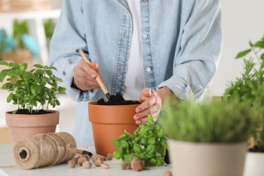 Bitki nakli. Bir kadın kapalı bir masada çömleği gevşetiyor, yakın plan.
