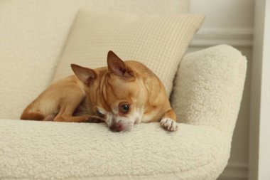 Şirin Chihuahua köpeği evde koltukta yatıyor.