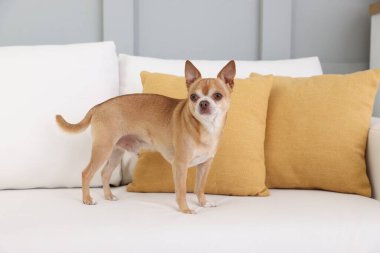 Şirin Chihuahua köpeği yumuşak kanepenin üzerinde.