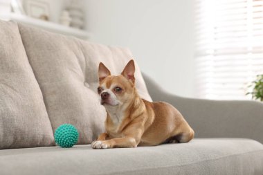 Koltukta oyuncağı olan şirin bir Chihuahua köpeği.