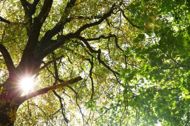 Yeşil yapraklı güzel ağaçların dalları, alt manzara.