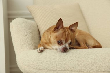Şirin Chihuahua köpeği evde koltukta yatıyor.