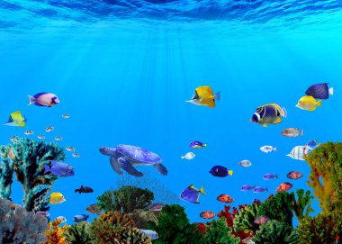 Different bright fishes and corals in sea, underwater view clipart