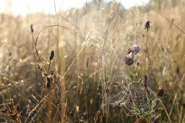 Meadow 'daki bitkilerde örümcek ağı, yakın plan. Metin için boşluk