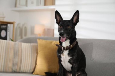 Evdeki kanepede sevimli siyah köpek.