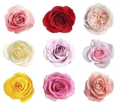 Birçok güzel gül beyaz sette soyutlandı.