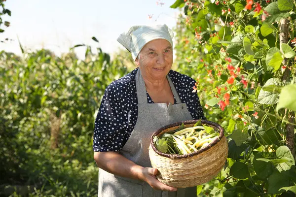 Kıdemli çiftçi taze bezelye kabuklarını topluyor.