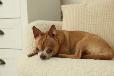 Şirin Chihuahua köpeği evde koltukta yatıyor.