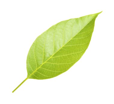 Ceviz ağacının yeşil yaprağı beyaza izole edilmiş.