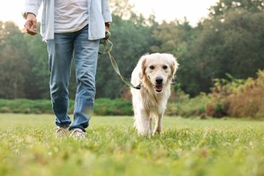 Tatlı Golden Retriever köpeği olan bir adam bahar günü yürüyor, yakın plan.