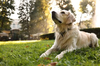 Yeşil çimlerin üzerinde şirin bir Golden Retriever köpeği.