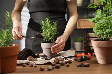Bitki nakli. Ahşap masada biberiyeye toprak ekleyen kadın, yakın plan.