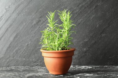 Koyu dokulu masada biberiye yetişiyor. Aromatik bitki